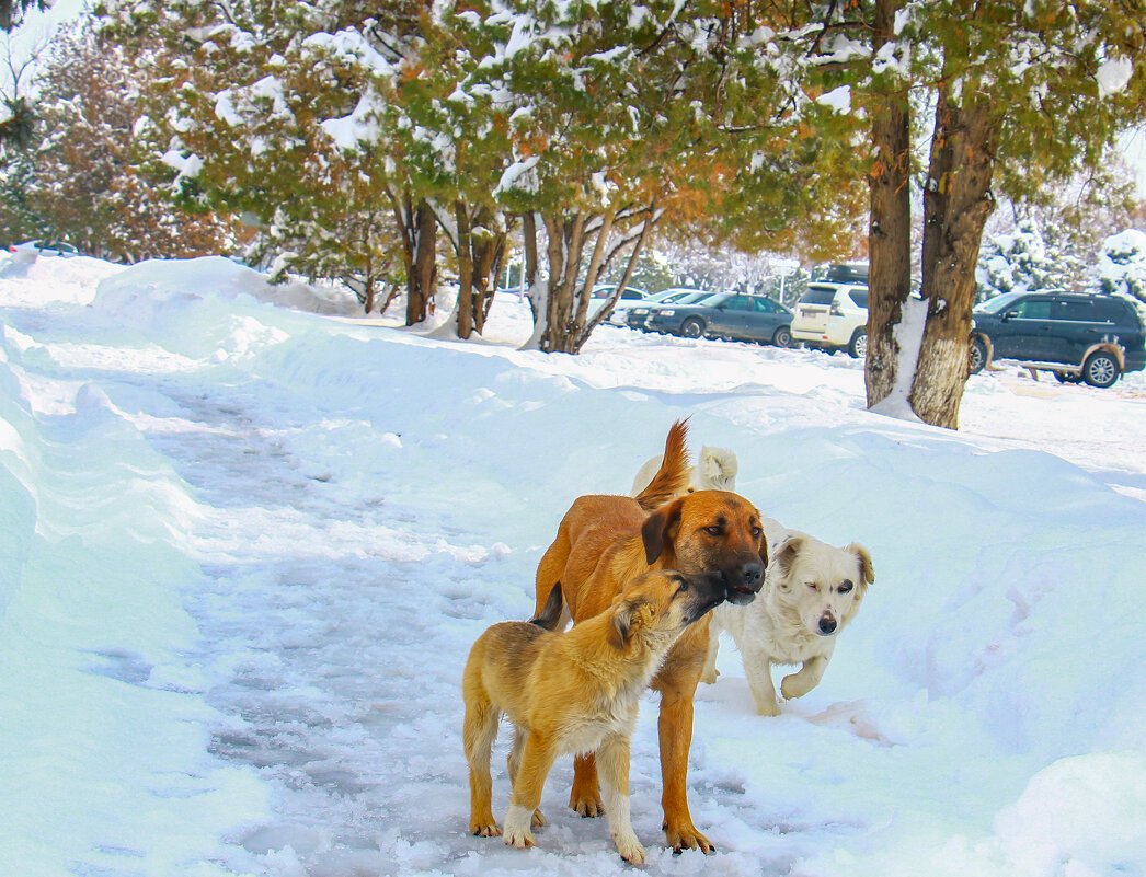 1213 - Алтынбек Картабай 