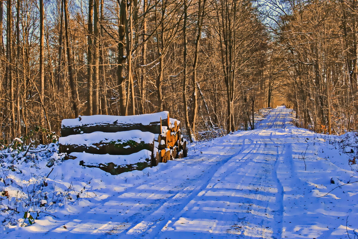Лесозаготовка - Андрей K.