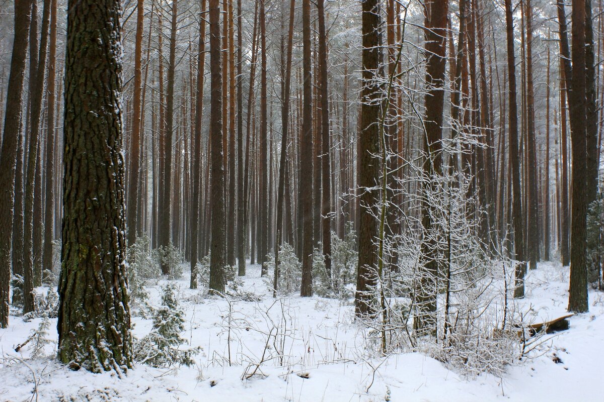 Частокол - Юрий. Шмаков Частокол - Юрий. Шмаков