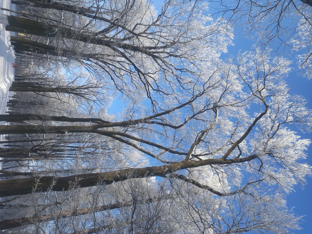 Зима - Сапсан 