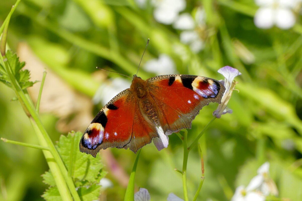 опять про бабочек...473 - Александр Прокудин