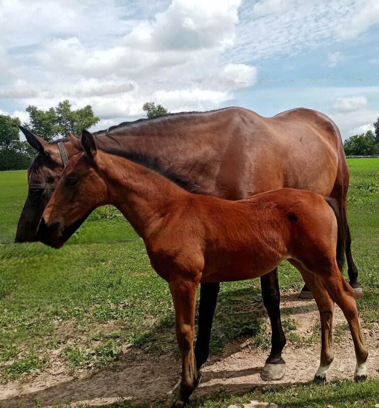 На прогулке - Елена Сухорученкова