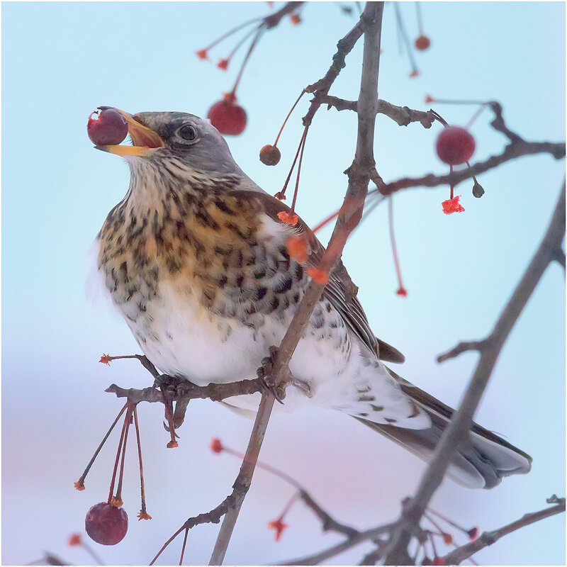 Дорвался до бесплатного... - Валентин Котляров