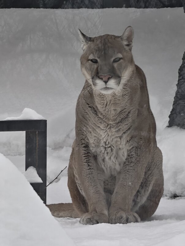 Пума - <<< Наташа >>>