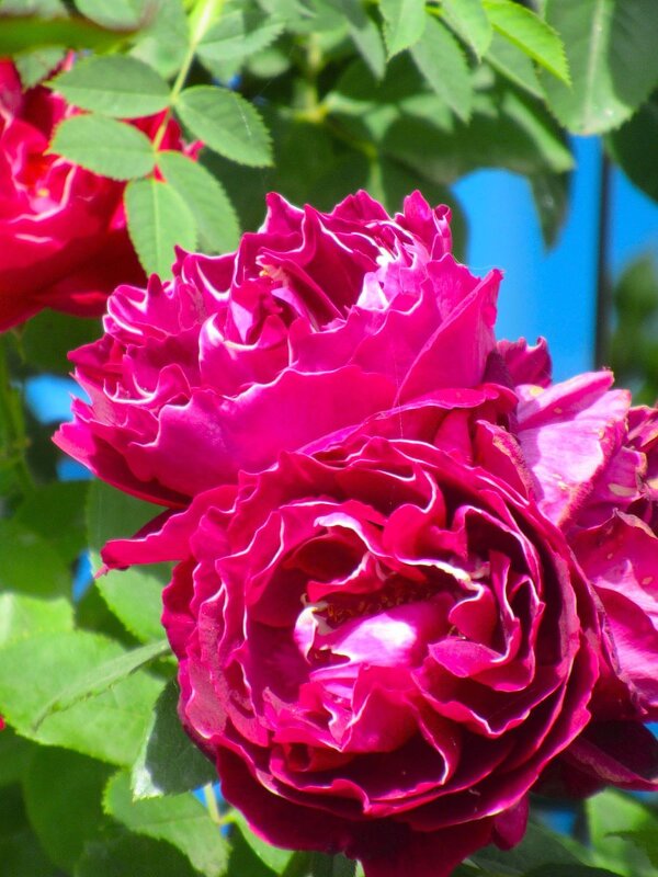 Розы... розы... - viach 