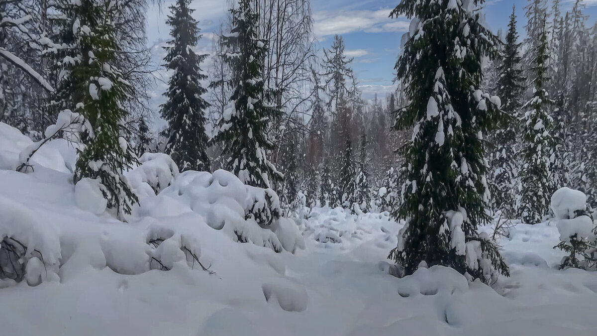 Тайга зимой - Aleksey Afonin