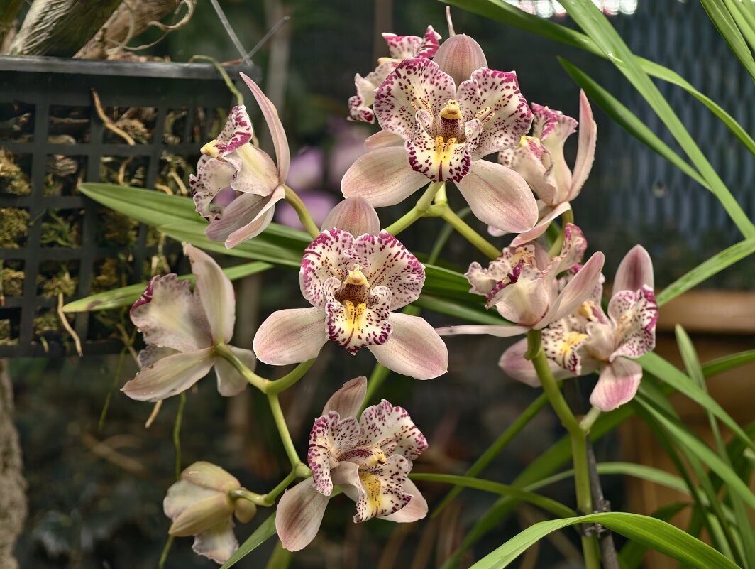 В Аптекарском огороде - орхидея - <<< Наташа >>>