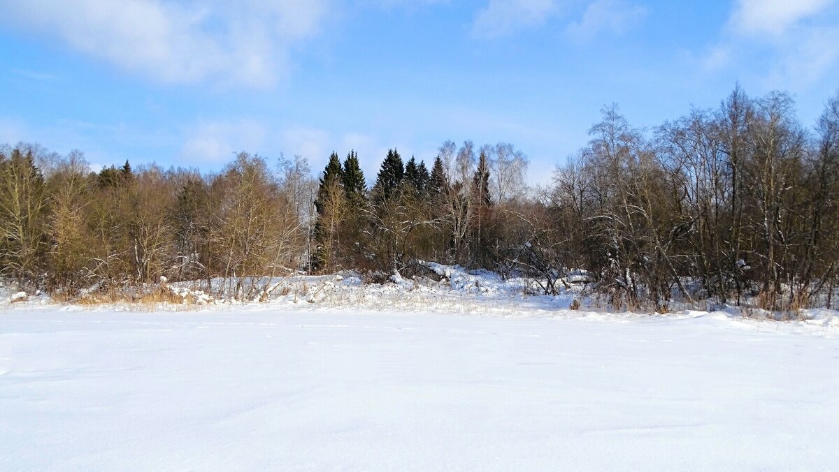 Природа в ожидании весны. - Милешкин Владимир Алексеевич 