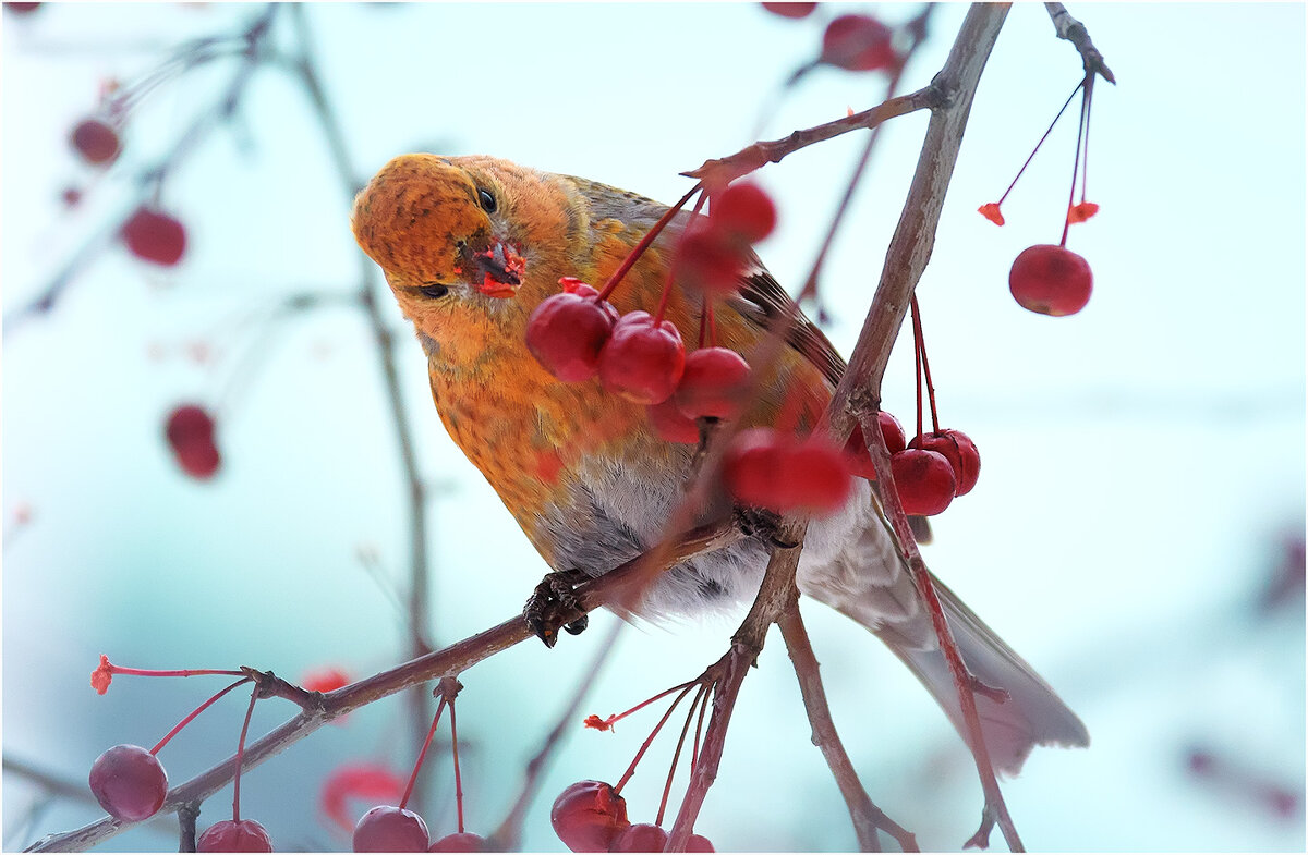 Щур - Валентин Котляров