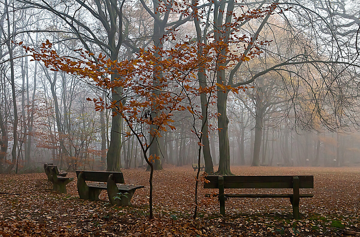 Осень в парке - Valziwa 
