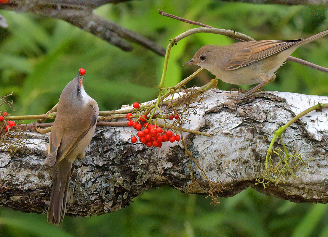Ягодный сезон - Михаил Белоусов