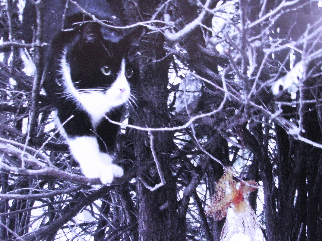 Охотится за птичками - Людмила Смородинская