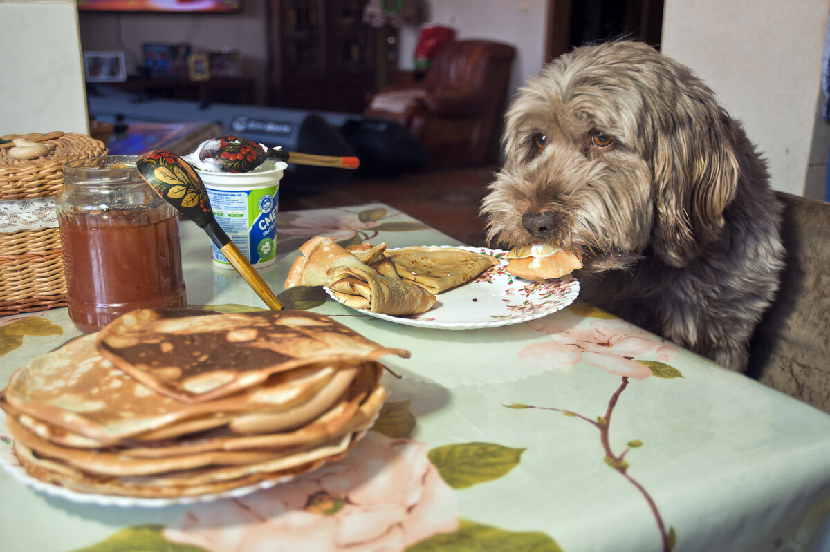 А Чича слушает да ест ... )) - Владимир Хиль