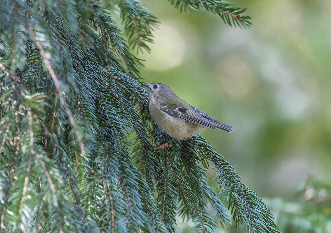 желтоголовый королек. - юрий макаров желтоголовый королек. - юрий макаров