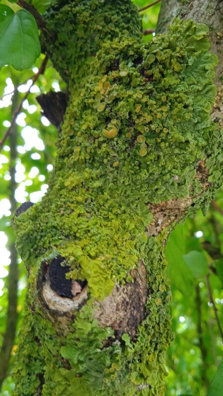 Цемесская роща в деталях - Елена Шаламова