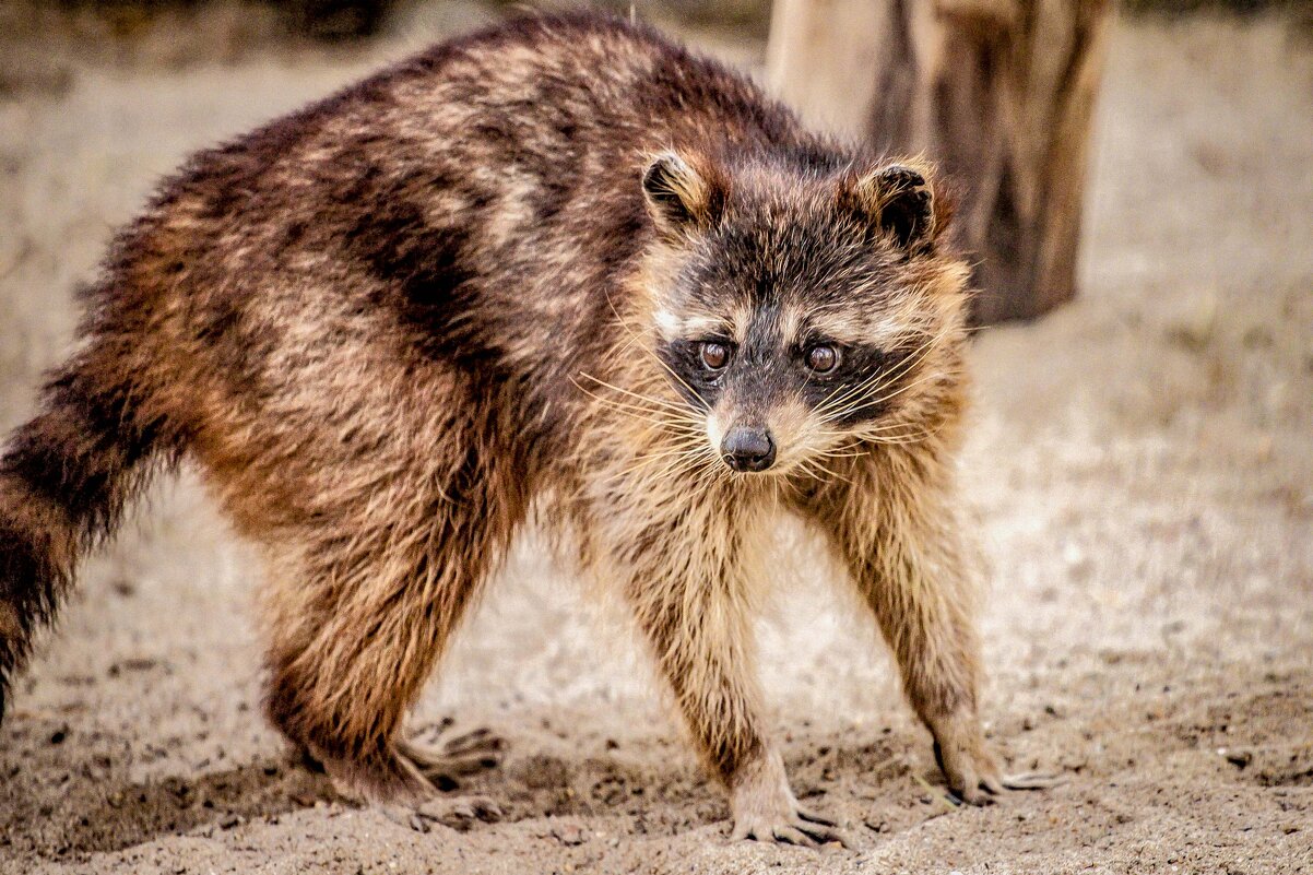 ЕНОТ - Аркадий Лаптенко ЕНОТ - Аркадий Лаптенко