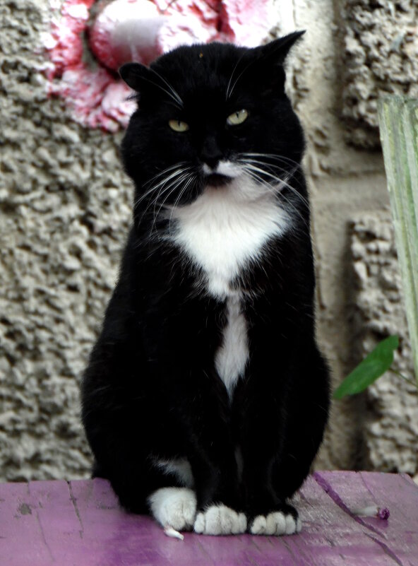 Очень воспитанный котик. - nadyasilyuk Вознюк Очень воспитанный котик. - nadyasilyuk Вознюк