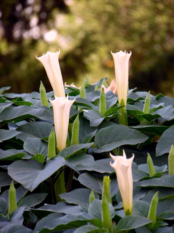 Дурман. - nadyasilyuk Вознюк Дурман. - nadyasilyuk Вознюк