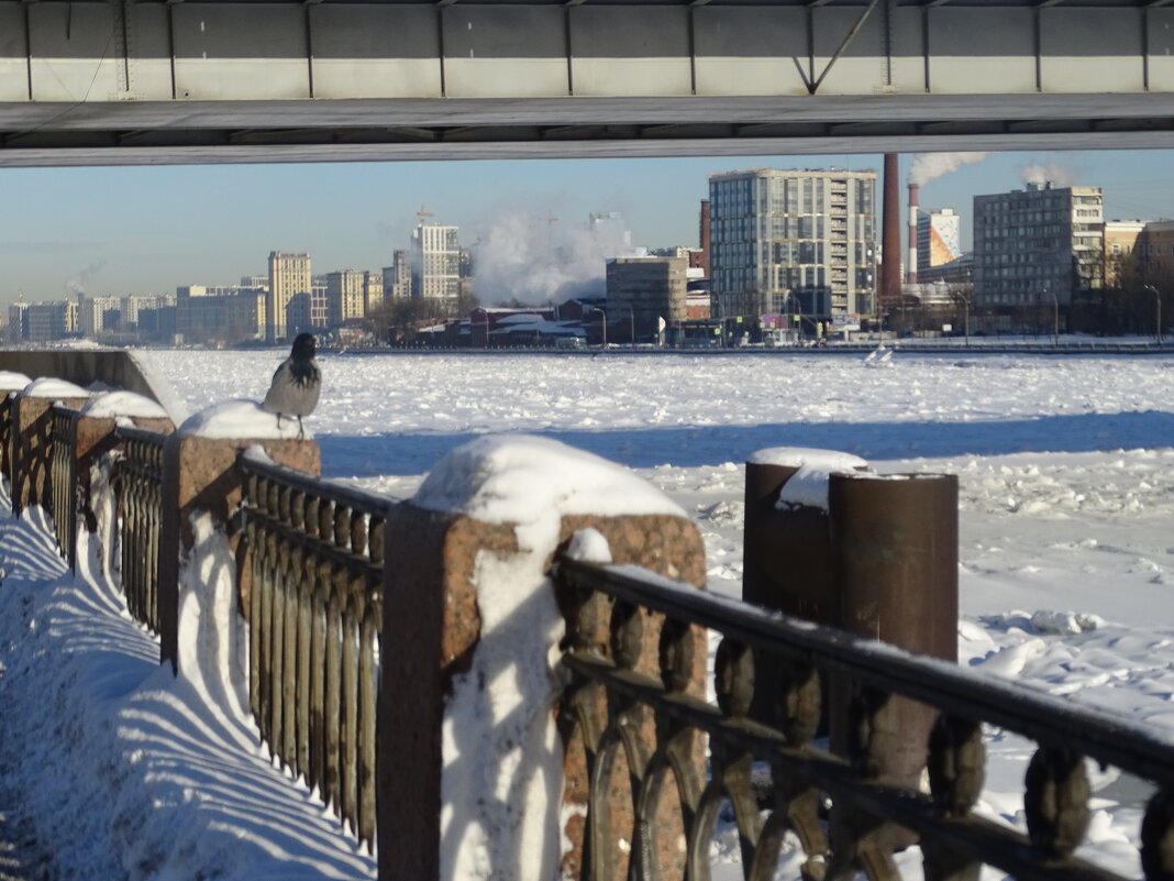 Ворона на прогулке - Anna-Sabina Anna-Sabina Ворона на прогулке - Anna-Sabina Anna-Sabina