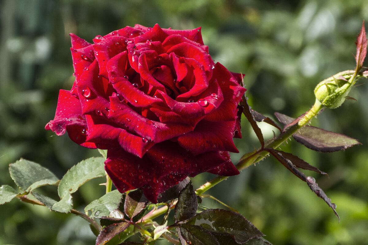 Бархатная  роза - Валентин Семчишин