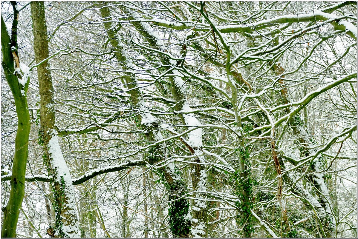 В ЛЕСУ... - Elvira E. 