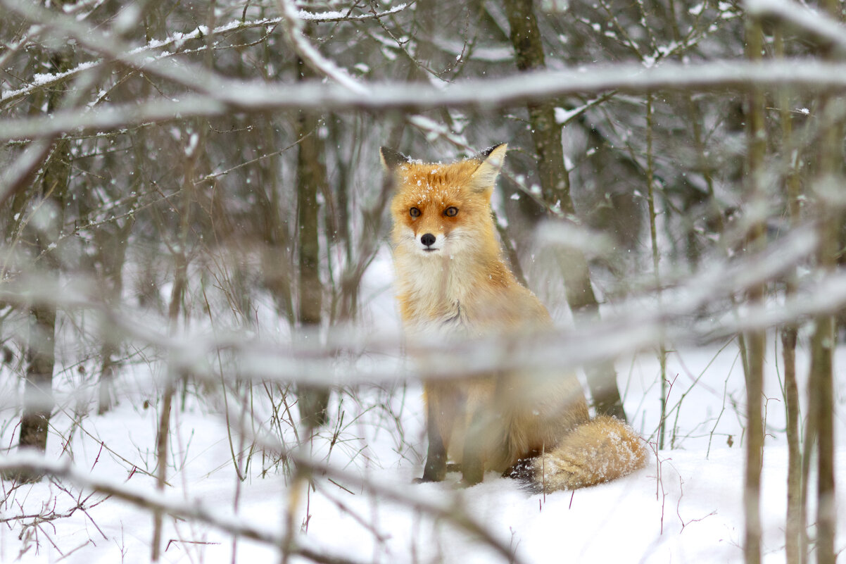 Спряталась - Валерий Черняк Спряталась - Валерий Черняк