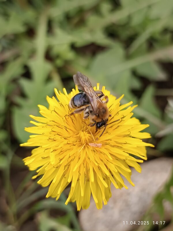 Одуванчик с пчёлкой - Слава Коломойцев