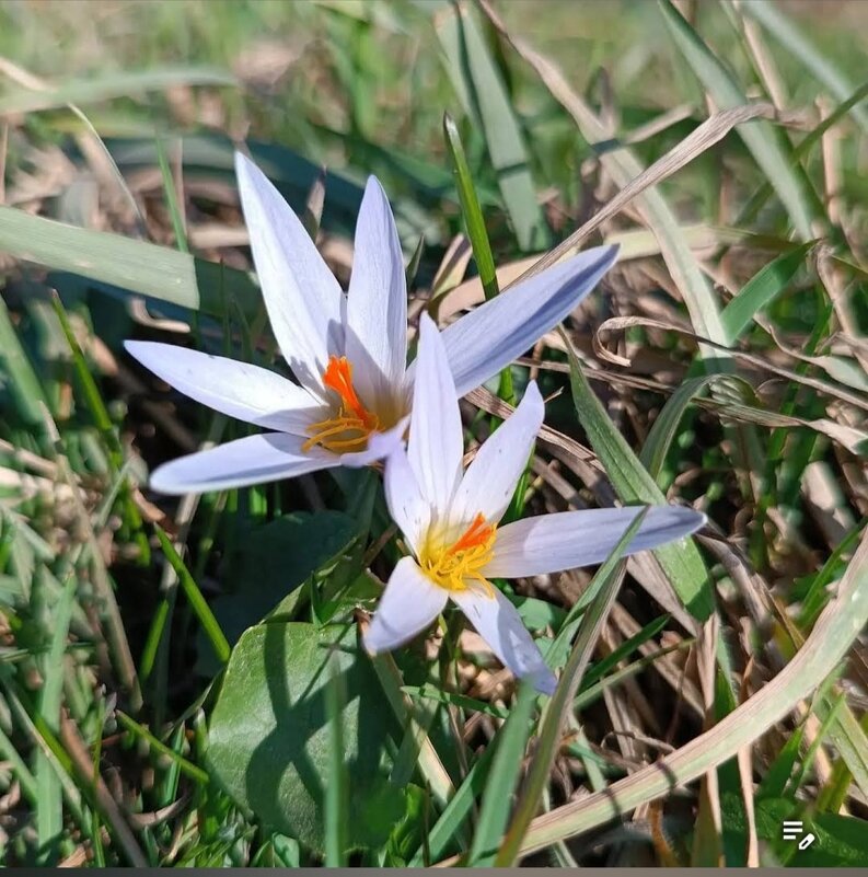 шафран сетчатый лесной - Слава Коломойцев