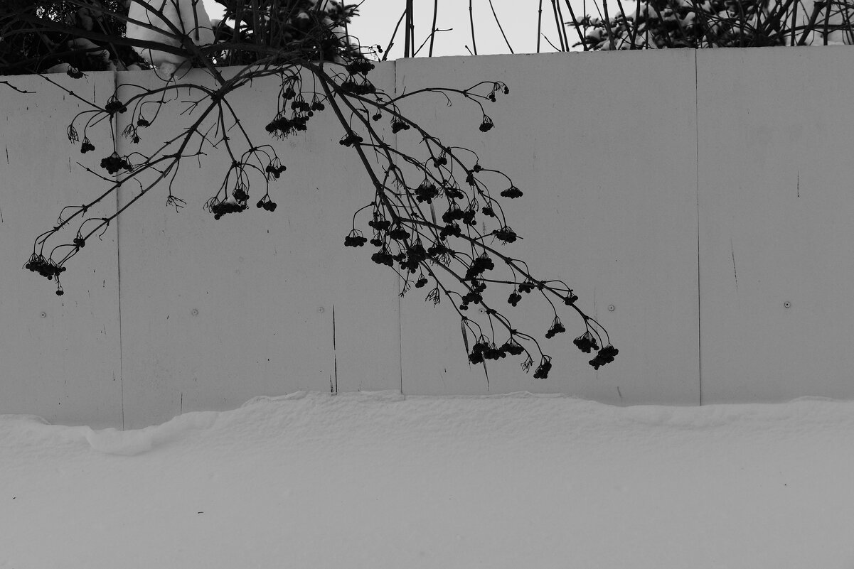 Мечты о ч/б Лейке 2. - Михаил Елочкин Мечты о ч/б Лейке 2. - Михаил Елочкин