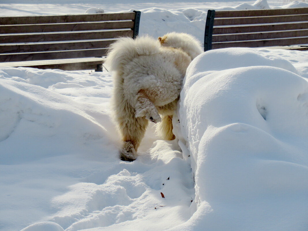 Чау-чау можно все! - Александр Чеботарь