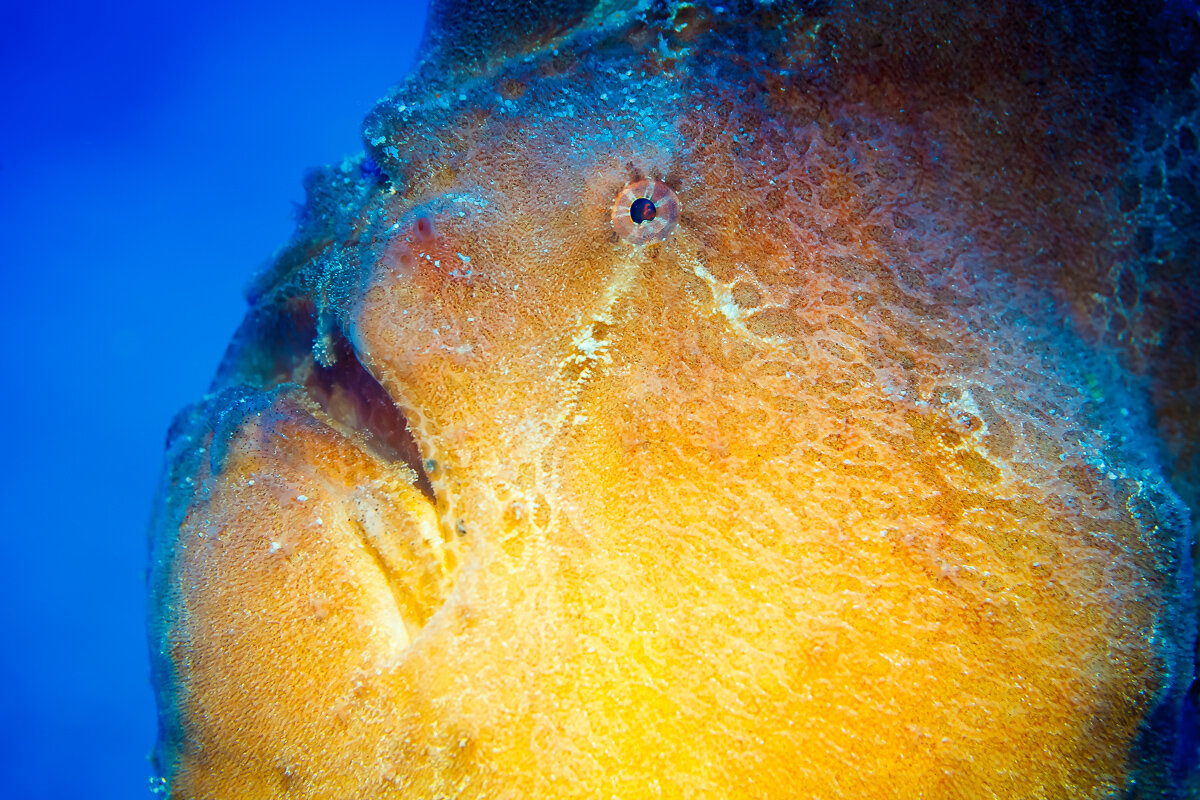 *** - алексей афанасьев