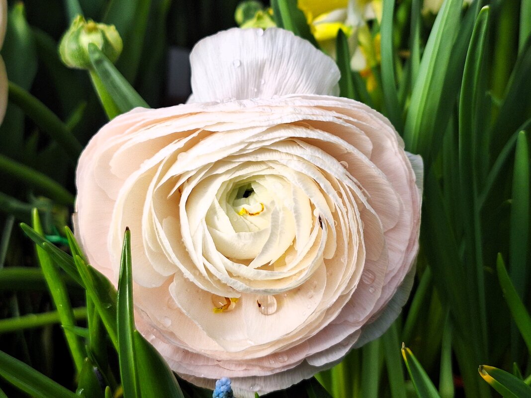 цветы - Наталья 