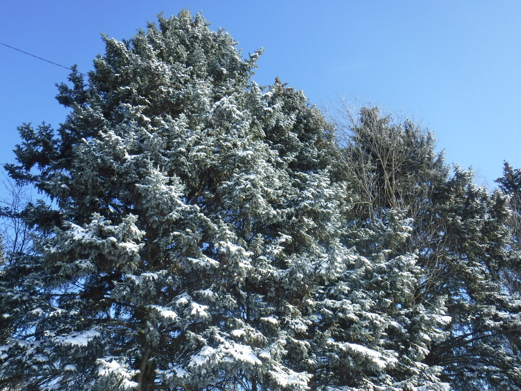 Природа в снежном серебре. - Елена Сухорученкова