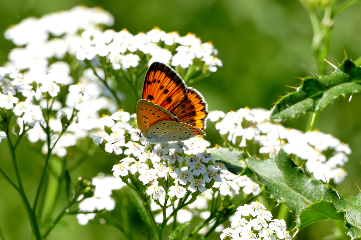 опять про бабочек...476 - Александр Прокудин опять про бабочек...476 - Александр Прокудин