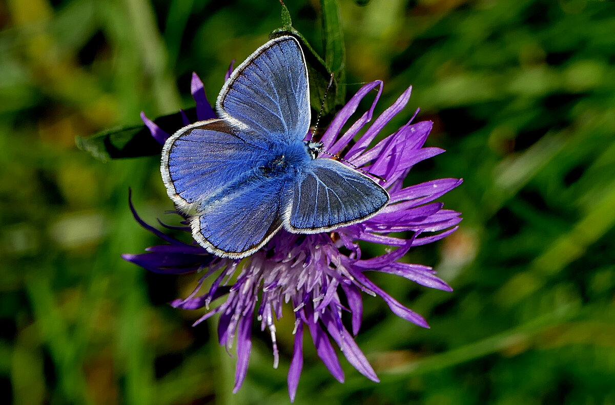опять про бабочек...480 - Александр Прокудин опять про бабочек...480 - Александр Прокудин