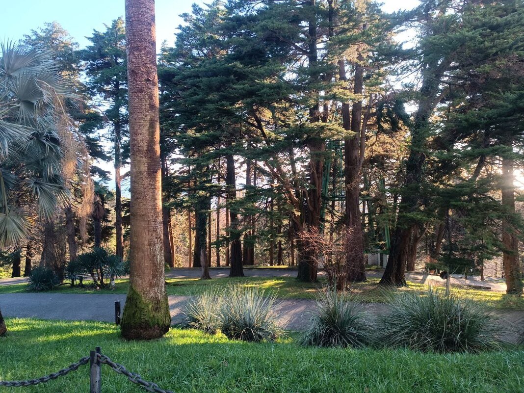 Сочинский дендрарий - Serega SchütZ