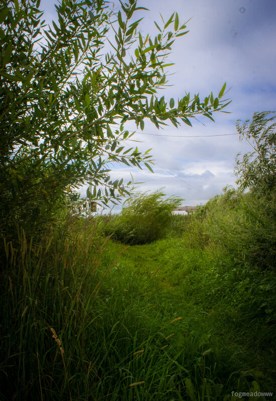Зелёная тропа в летний день - fogmeadowww m