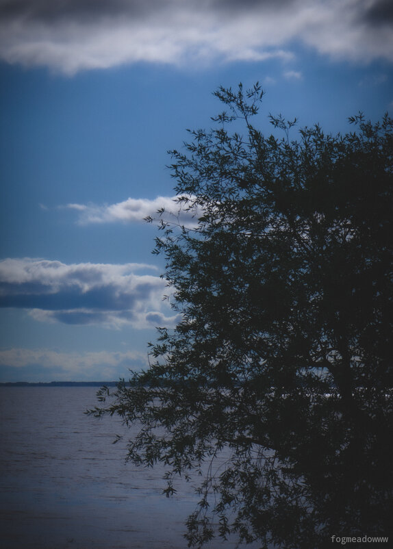 Дерево у реки - fogmeadowww m