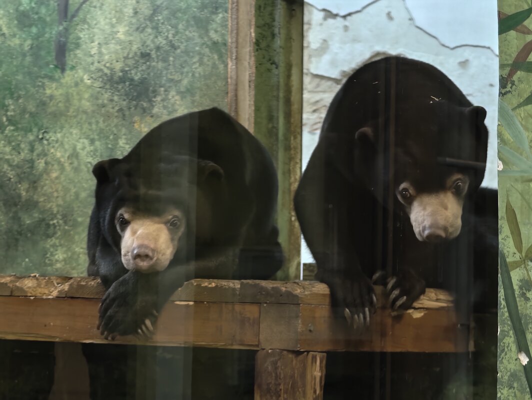 Малайские медвежата - <<< Наташа >>>