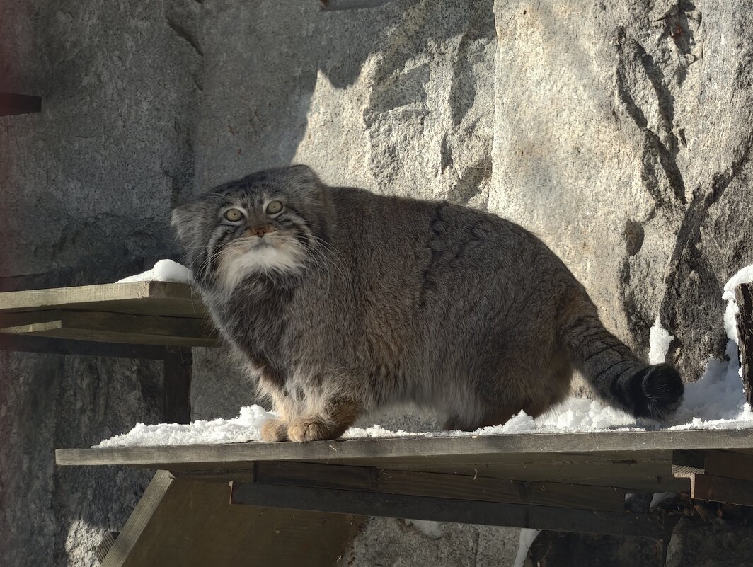 Манул Тимоша - <<< Наташа >>>