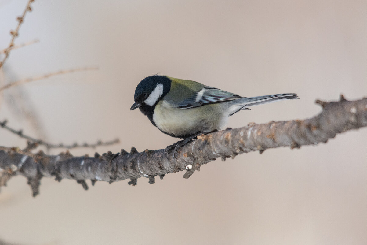 *** - Виктор Иванович Чернюк