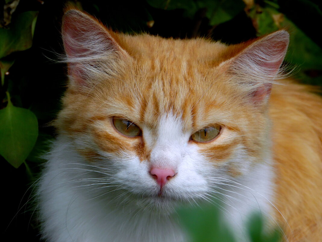 Угостили бы лучше.... - nadyasilyuk Вознюк Угостили бы лучше.... - nadyasilyuk Вознюк