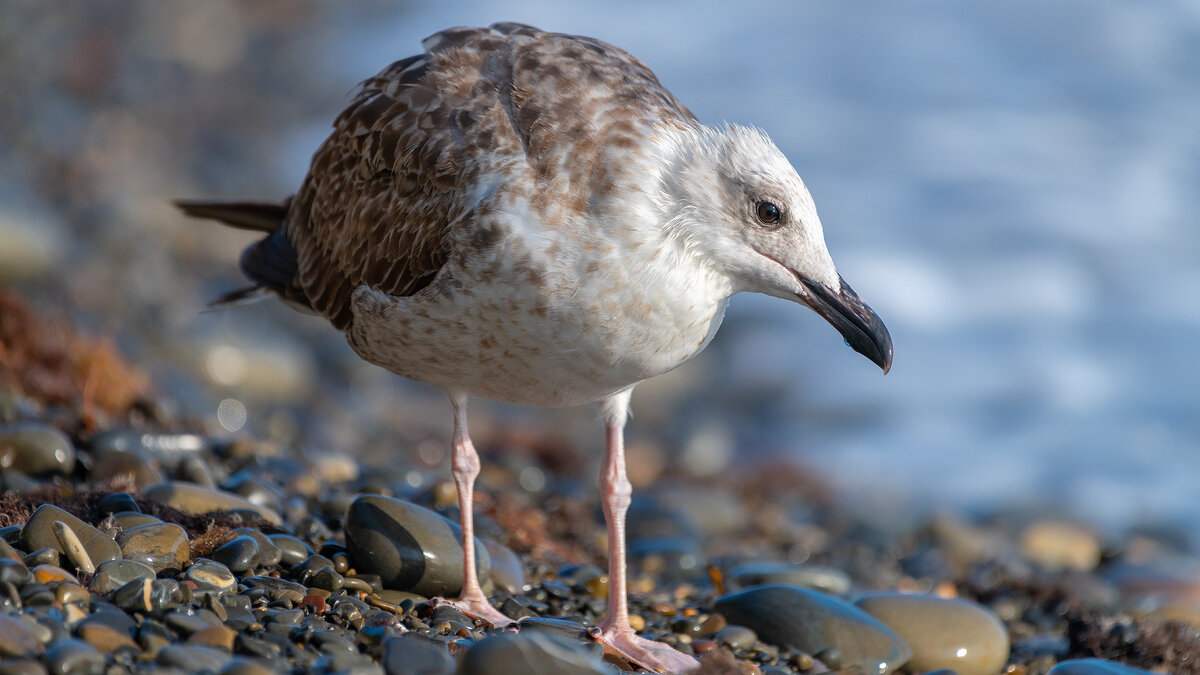 На морском берегу. Чайки - Владимир Лазарев На морском берегу. Чайки - Владимир Лазарев