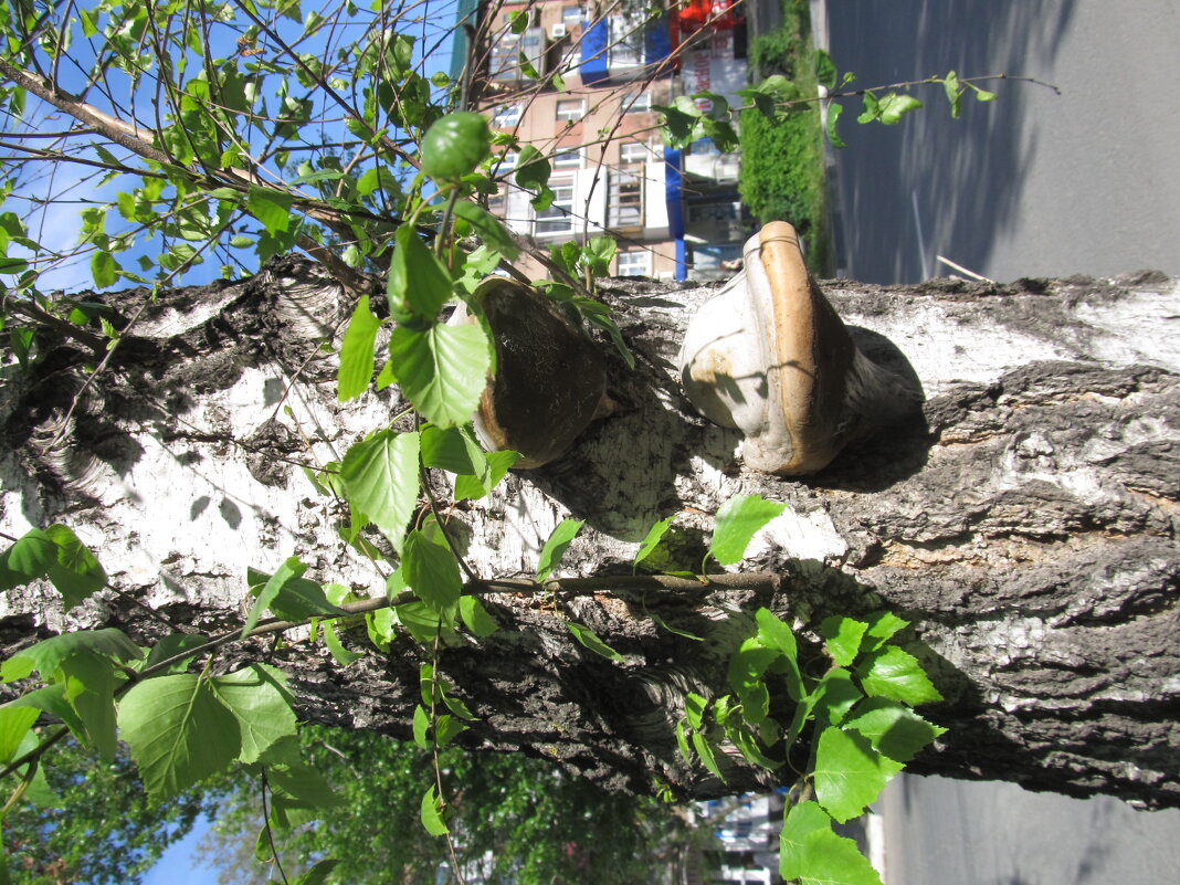 весна - Елена Шаламова