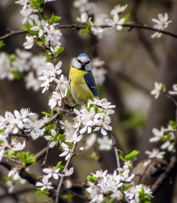 Лазоревка. - Александр. AVG100 ---