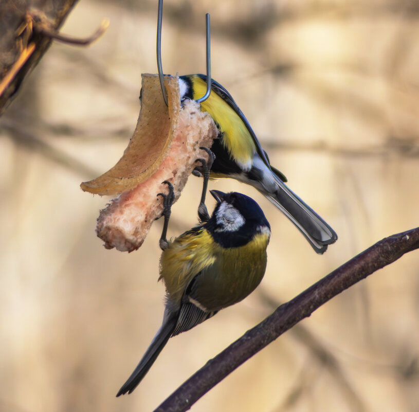 *** - Александр. AVG100 ---