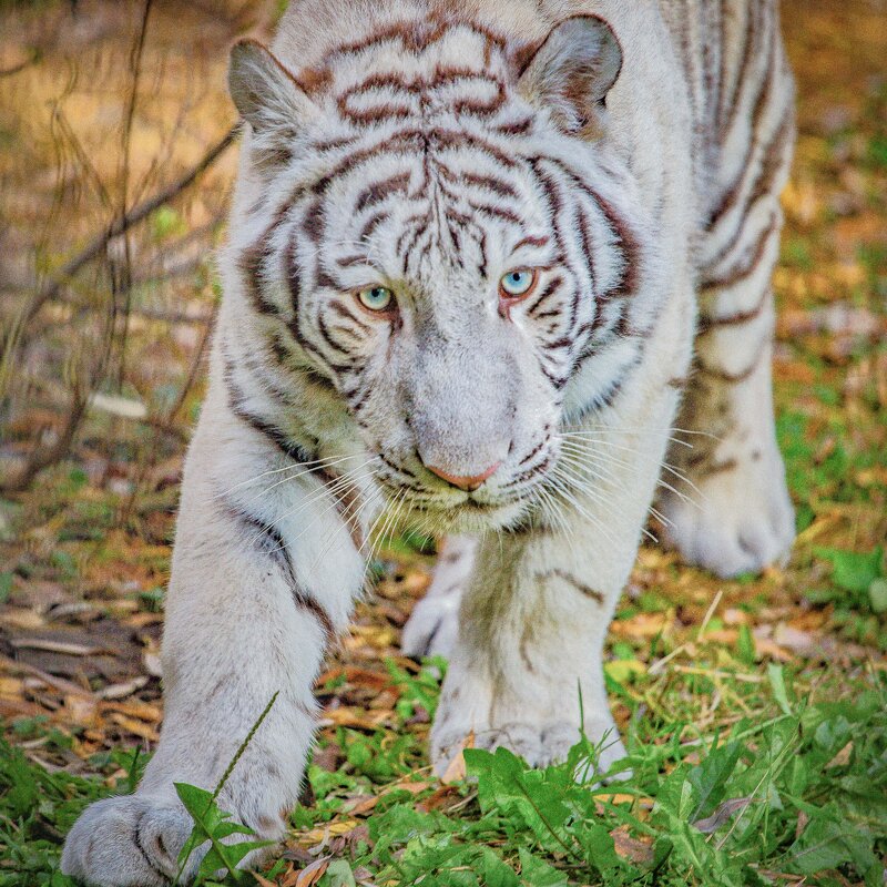 тигра вызывали? - Аркадий Лаптенко