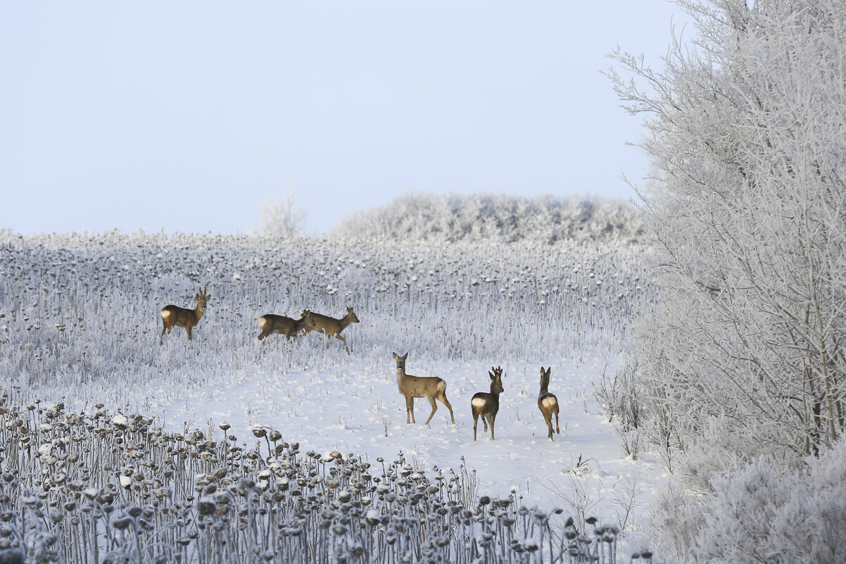 На выпасе - Валерий Черняк