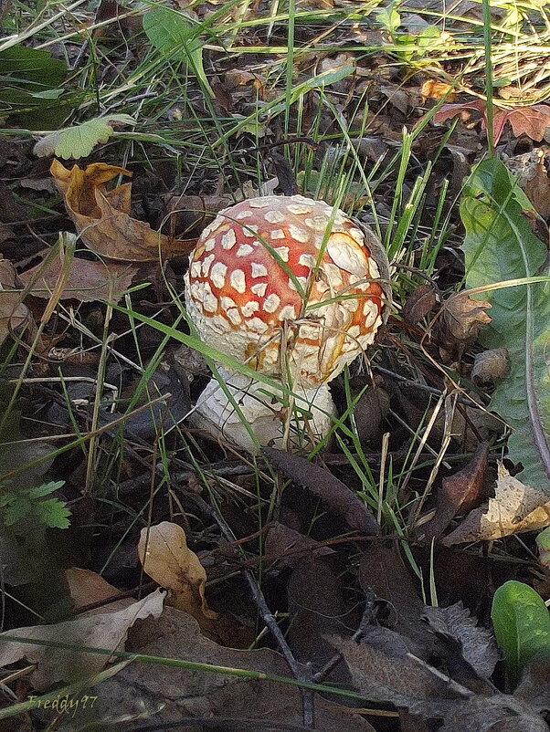 Мухомор - Freddy 97