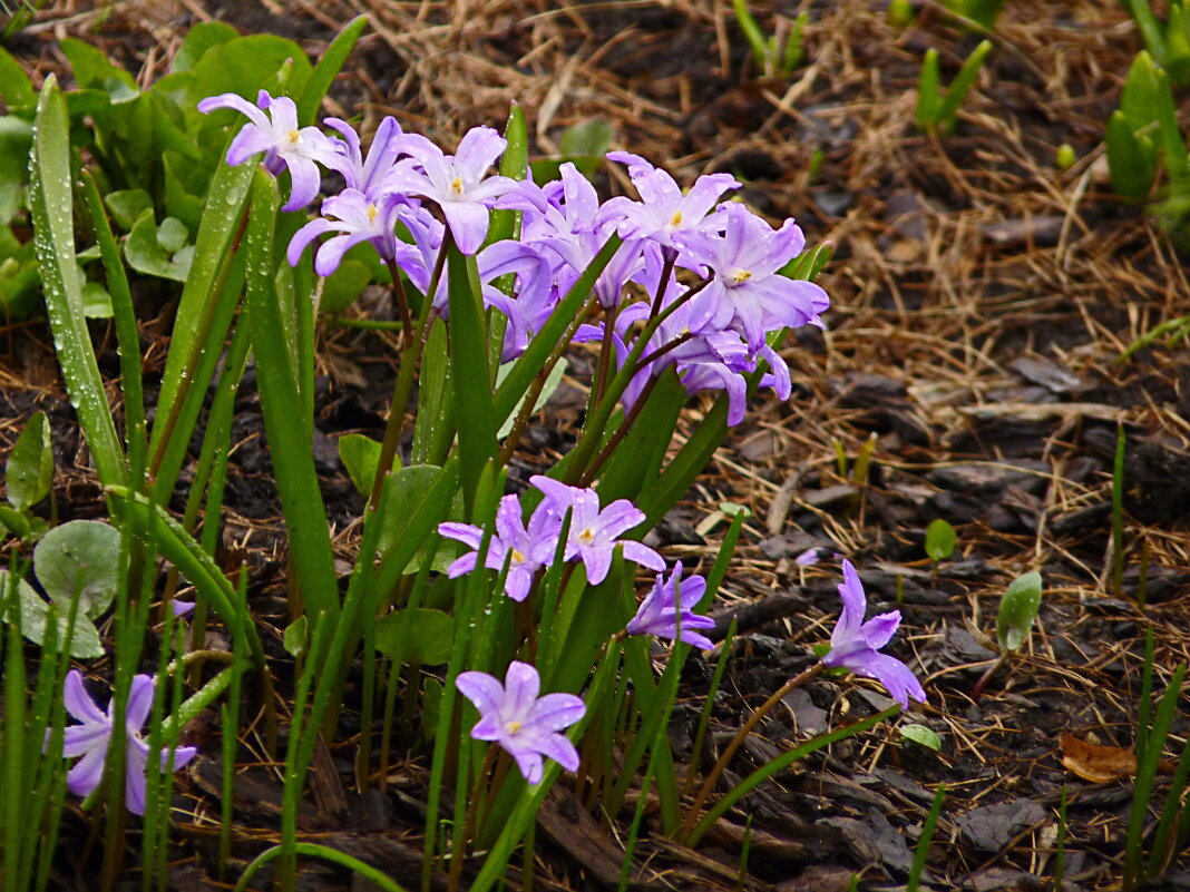 Чудесная пора - Наталья Rosenwasser Чудесная пора - Наталья Rosenwasser